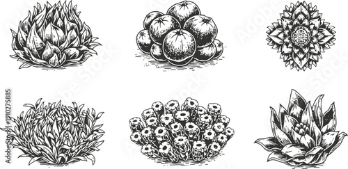 Black and white hand drawn tropical fruits and flowers collection detailed botanical sketch isolated set