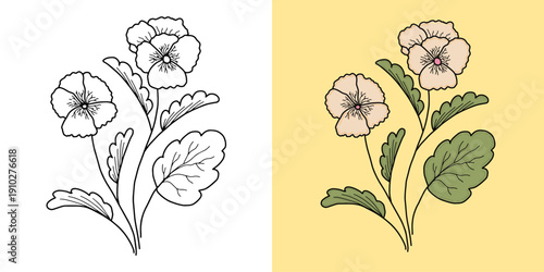 Elegant pansy floral doodle in line art and colored version vector illustration. Hand drawn pansy flower botanical vector illustration