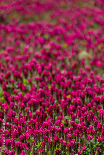 Bright Pink Wildflowers in a Colorful Spring Meadow Landscape