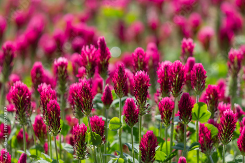 Vivid Pink Clover Flowers Blooming in a Lush Green Meadow