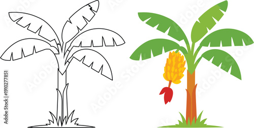 Banana tree with fruit bunch and outline vector illustration isolated on transparent background