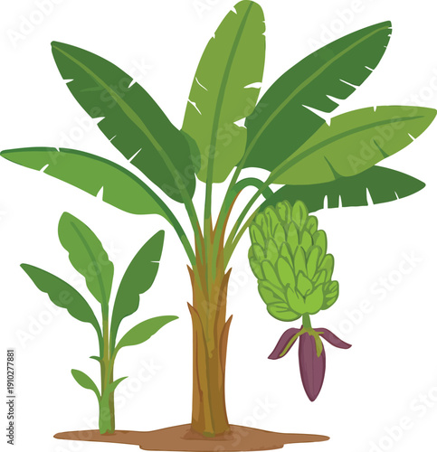Banana tree with unripe fruit bunch, blossom and young sucker plant on white background vector illustration.