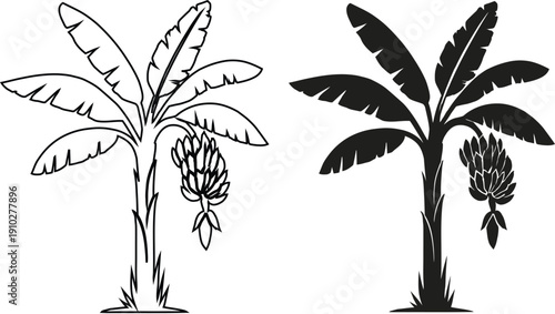 Banana tree with fruit bunch and blossom icon, tropical plant vector illustration isolated on transparent background