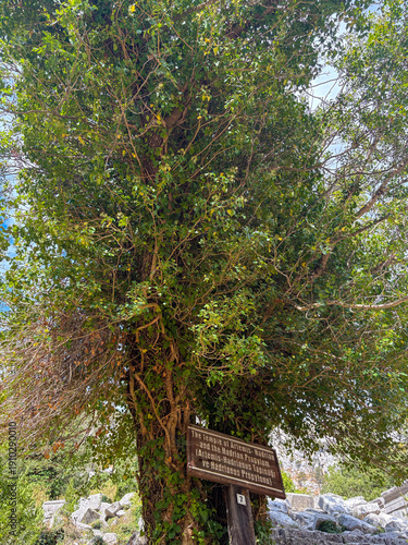 Wallpaper Mural Sacred tree with informational sign in natural setting Torontodigital.ca