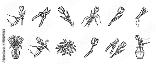 Various hand-drawn black and white illustrations demonstrate the tulip flower care and preparation process for arranging a fresh bouquet