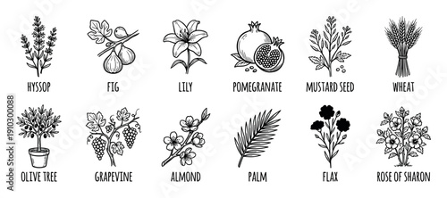 Collection of twelve hand-drawn botanical illustrations featuring various plants, fruits, and flowers from religious texts in a minimalist black and white line art style with labels