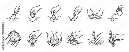 Set of hand-drawn illustrations showing the step-by-step process of planting a flower bulb in garden soil, from digging with a trowel to watering and sprouting