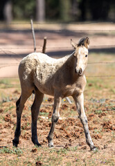 Grulla dun wild horse baby colt in the White Mountains near Heber Arizona United States