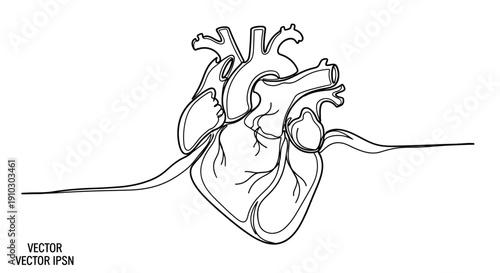 Anatomical heart illustration concept representing deep love, emotional intensity, authentic feeling, human connection symbolism suitable for romantic visuals, emotional themes and love concept creati