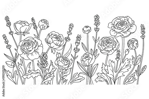 Line Art Floral Arrangement: Ranunculus and Lavender Blossoms on White Background