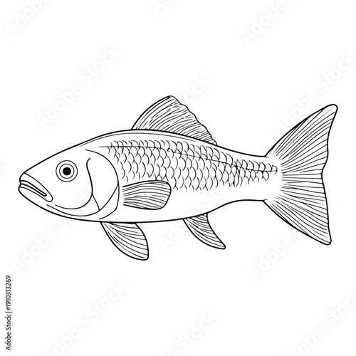Coloring book for children Grey mullet Black and white vector illustration.