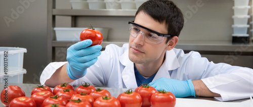 Scientist closely examines ripe tomatoes in lab setting