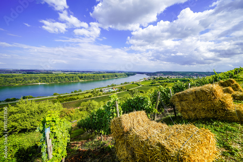 View of the Rhine and the surrounding landscape near Nierstein. Nature along the river with hiking trails and vineyards.
