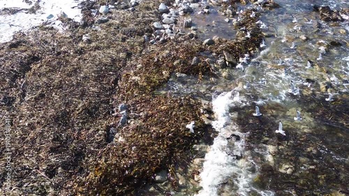 Birds in Flight: Seagulls taking off from rocks, viewed from above, with small waves breaking on the rocks by the sea. 4K Aerial Video.