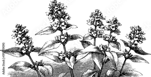 Vintage botanical engraving of floral composition