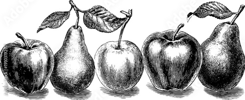 July ripening fruits botanical engraving for vintage design