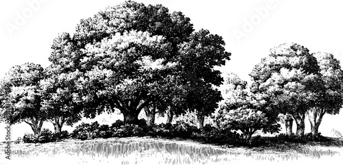 Vintage botanical scene illustrating peak summer vitality and nature's cycle