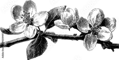 Vintage botanical illustration of may flowers in full bloom for nature themed designs