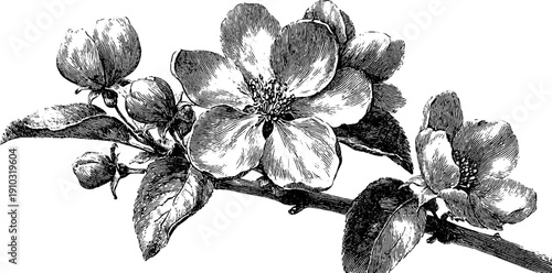 Vintage botanical illustration of flowers in full bloom for natural design