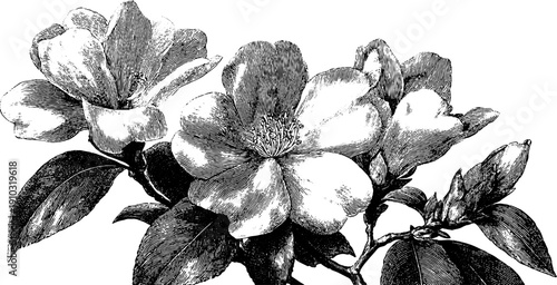 Vintage botanical engraving of flowers in full bloom - nature's cycle