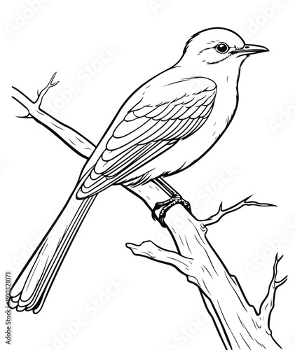 Coloring book for children baby Northern Mockingbird vector illustration isolated on a white background.
