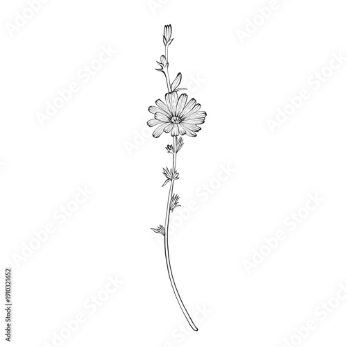 Hand drawn chicory flower vector illustration botanical shape, floral art for greeting card, banner, invitation, anniversary design, memorial projects, holiday decor, international day themes