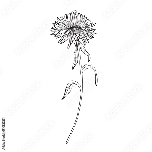 Hand drawn cornflower vector illustration with clean thin lines and elegant botanical shapet for greeting card, banner, invitation, anniversary, memorial projects, holiday and international day 