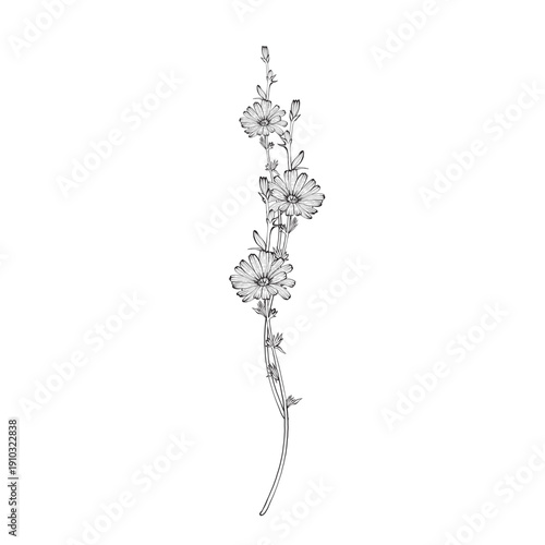 Chicory flower vector line illustration with thin contours and clear botanical form, For greeting card, banner, invitation, anniversary, memorial ceremony, funeral tribute and international day design