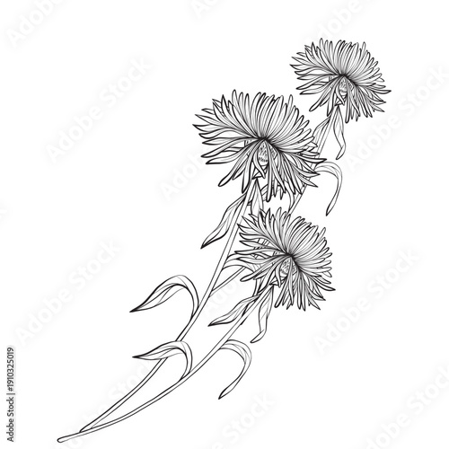 Cornflower branch vector line illustration with thin contours and botanical form, For greeting card, banner, invitation, anniversary, memorial ceremony, funeral tribute and international day design