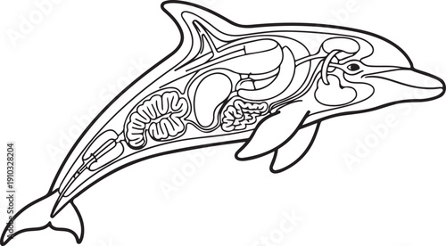 Black and white illustration of a dolphin's internal organs and circulatory system, isolated. , Generative Ai