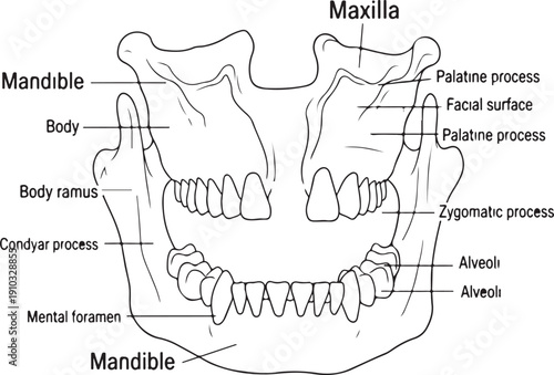Detailed anatomical diagram of a dog's maxilla and mandible, with labels for bone parts and tooth sockets, for veterinary and educational purposes. , Generative Ai