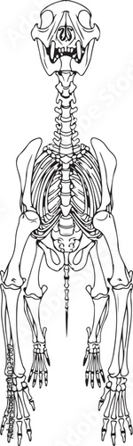 Frontal view of a dog's skeleton in detailed line art, showing the head, torso, and limbs from an anterior perspective for anatomical reference. , Generative Ai