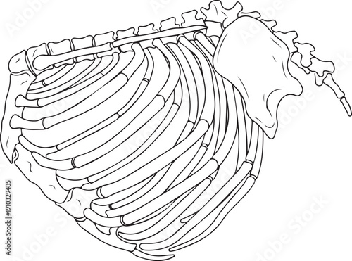 Detailed line illustration of a dog's rib cage and part of the spine, showing the curve and structure of the thoracic region from a side perspective. , Generative Ai