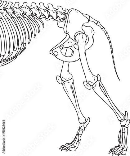 Line drawing of a dog's pelvic girdle and hind leg skeleton, highlighting joint structure and bone articulation. , Generative Ai