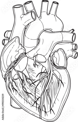Line drawing of a dog's heart, showing major chambers and vessels, suitable for educational and scientific use. , Generative Ai