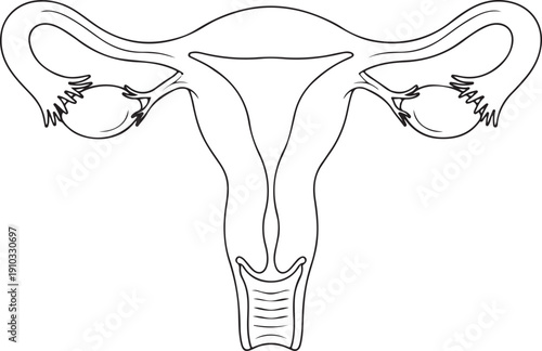 Line drawing of the female canine reproductive system, showing uterus, ovaries, oviducts, and cervix. , Generative Ai