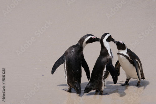 Three penguins dancing on beach