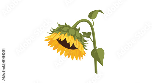 Wilting sunflower with its large head drooping downwards, illustrating the natural life cycle and a sense of melancholy.