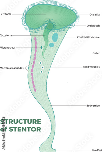 The Structure of Stentor diagram