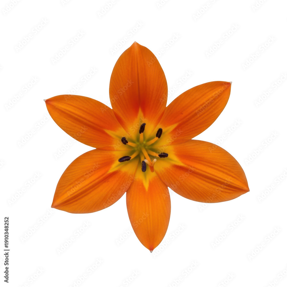 Fototapeta premium A vibrant orange flower with intricate petals and a contrasting yellow center. isolated on transparent background
