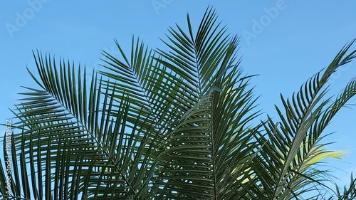 Tropical Palm Fronds Blowing in Summer Breeze with Clear Sky Background