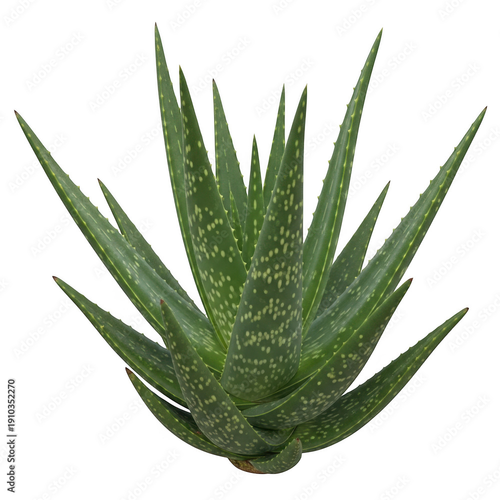 Fototapeta premium A close-up view of a healthy aloe vera plant with long, pointed leaves and serrated edges isolated on transparent background