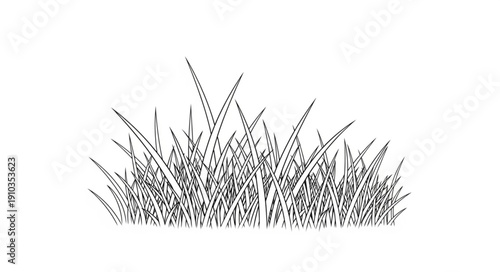 grass isolated on white background