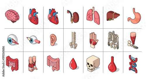 Detailed illustrations of human body parts for medical education