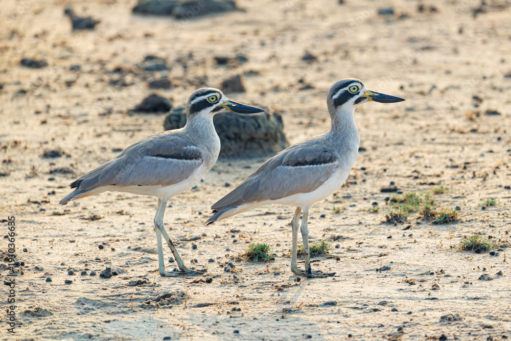 Obraz premium blue footed booby