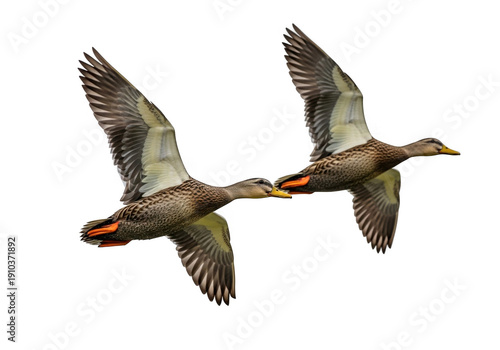 Two mallard ducks in flight showing their orange feet isolated on transparent background