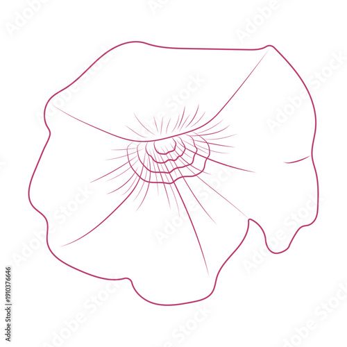 Pink morning glory outline. Flower isolated on transparent and white backgrounds. Vector illustration. Close-up floral element for design decoration. Plant.