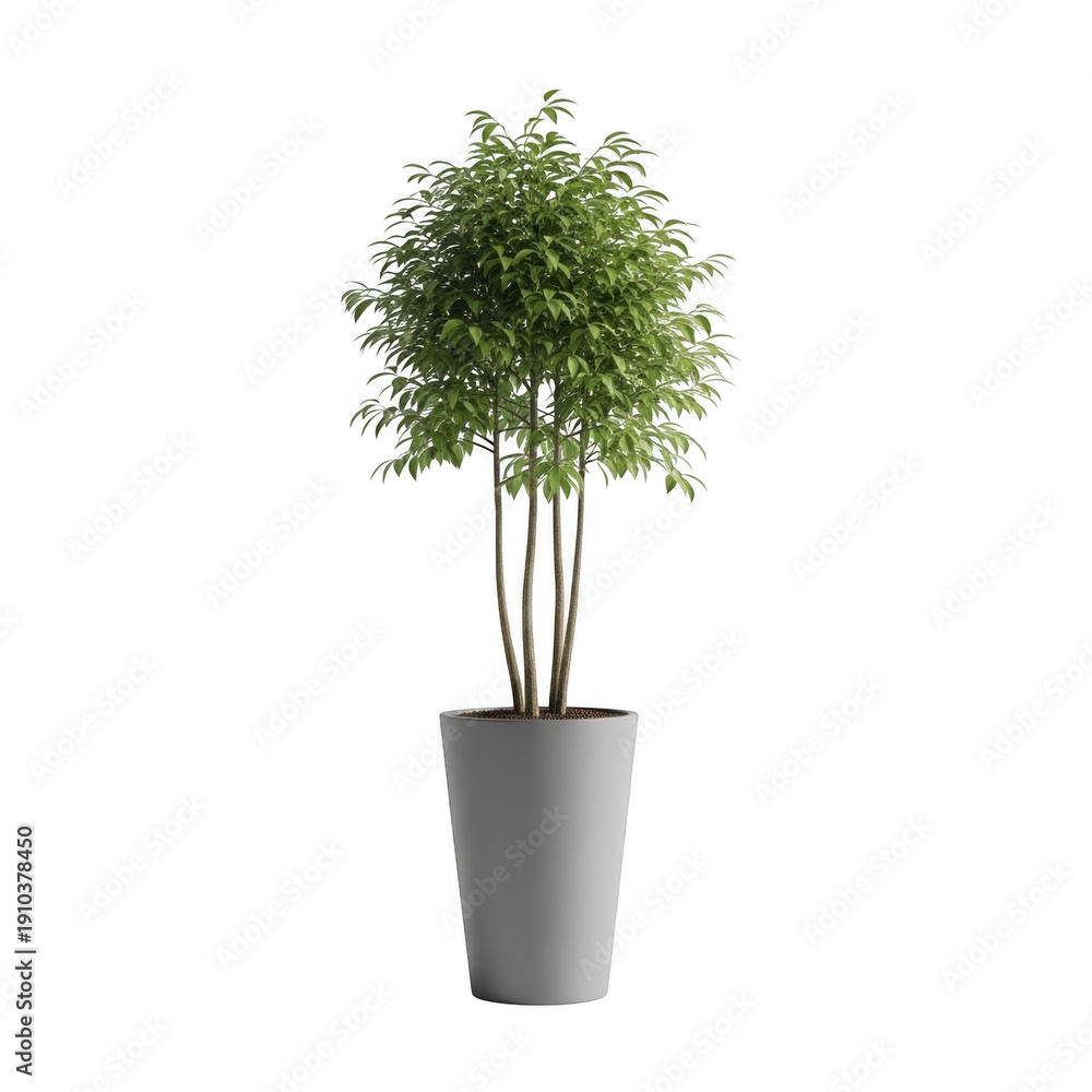 Obraz premium A small green tree planted in a grey pot on a white background. isolated on transparent background