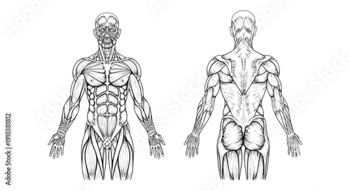 Detailed anatomical illustration of human musculature displaying front and back views on transparent background silhouette high quality professional detailed modern elegant