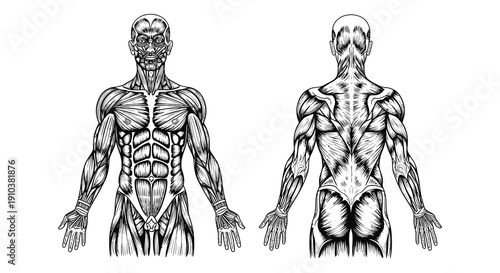 Detailed anatomical illustration of human musculature front and back views ideal for medical use on transparent background silhouette high quality professional